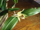 coelogyne fimbriata.JPG