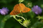 Argynnis paphia - VCO.JPG