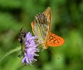 Argynnis paphia e ragno - VCO.JPG