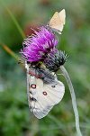 Parnassius phoebus & Crocota pdseudotinctaria - VCO.JPG