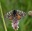 Melitaea didyma meridionalis-femmina - Lillaz.JPG