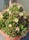 Mammillaria decipiens.jpg