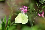 Gonepteryx rhamni - Bruschera.jpg