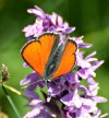 Lycaena hippothoe eurydame.JPG