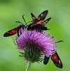 Zygaena filipendulae o Zygaena transalpina_1.JPG