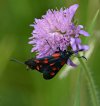 Zygaena filipendulae o Zygaena transalpina.JPG