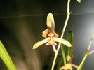 cymbidium cyperifolium 2.JPG