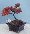 2024-XI COTONEASTER HOR. D 3.jpg