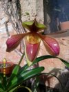 paphiopedilum villosum 2.JPG