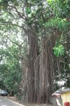 ficus in habitat ridotto.jpg