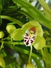 2024-XII-25 CYMBIDIUM.jpg