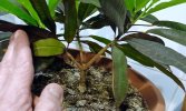 Croton excurrens Codiaeum1.jpg