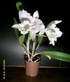 cattleya langue doc - Copia.JPG