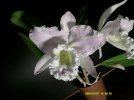 cattleya langue doc 3 - Copia.JPG