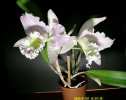 cattleya langue doc 2 - Copia.JPG