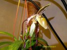 paphiopedilum shin yn sander 2.JPG