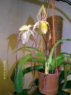 paphiopedilum shin yn sander.JPG