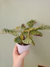 Maranta 1.jpg