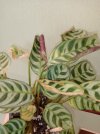 maranta 2.jpg