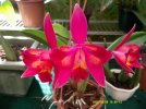 cattleya hawaiian splash lea 2.JPG