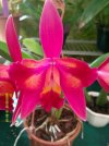 cattleya hawaiian splash lea 3.JPG