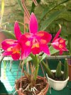 cattleya hawaiian splash lea.JPG