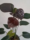 Anthurium Nero.jpg