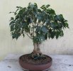 2019-4 FICUS BENJAMINA SISSI 2.JPG