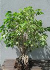 2019-6 FICUS BENJAMINA 1.JPG