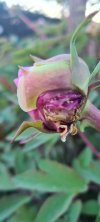 peonia 1 - Copia ridotta.jpg