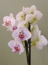 Phal. 21 fiore.jpg