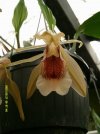 coelogyne speciosa.JPG