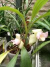 lycaste virginalis 2.JPG