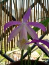 pleione formosana green hill.JPG