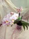 2025 04 03 phal. 2 fatto bil. bianco.jpg