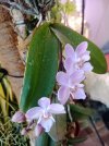 2025 04 03 phal. 13.jpg