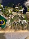 IMG_8408.jpeg