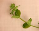 Cerastium 1.JPG