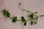 Cerastium 2.JPG