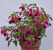 20250430_Fucsia.jpg