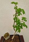 20250430_Acero.jpg