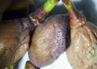 vite - black rot su acino.JPG