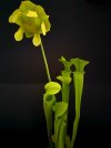 S. oreophila 2.jpg