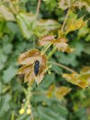 insetto mahonia 1.jpg insetto mahonia 1.jpg