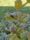 insetto mahonia 2.jpg insetto mahonia 2.jpg