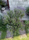 IMG_20250501_101448.jpg