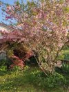Prunus 2025.jpg