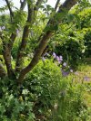 tronchi prunus 2025.jpg tronchi prunus 2025.jpg