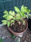 Peonia-1.jpg