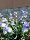 IMG_20250511_103009.jpg